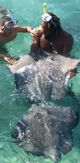 Swim with rays and sharks belize