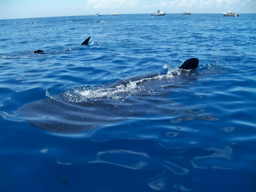Tiburon Ballena  en Cancun 